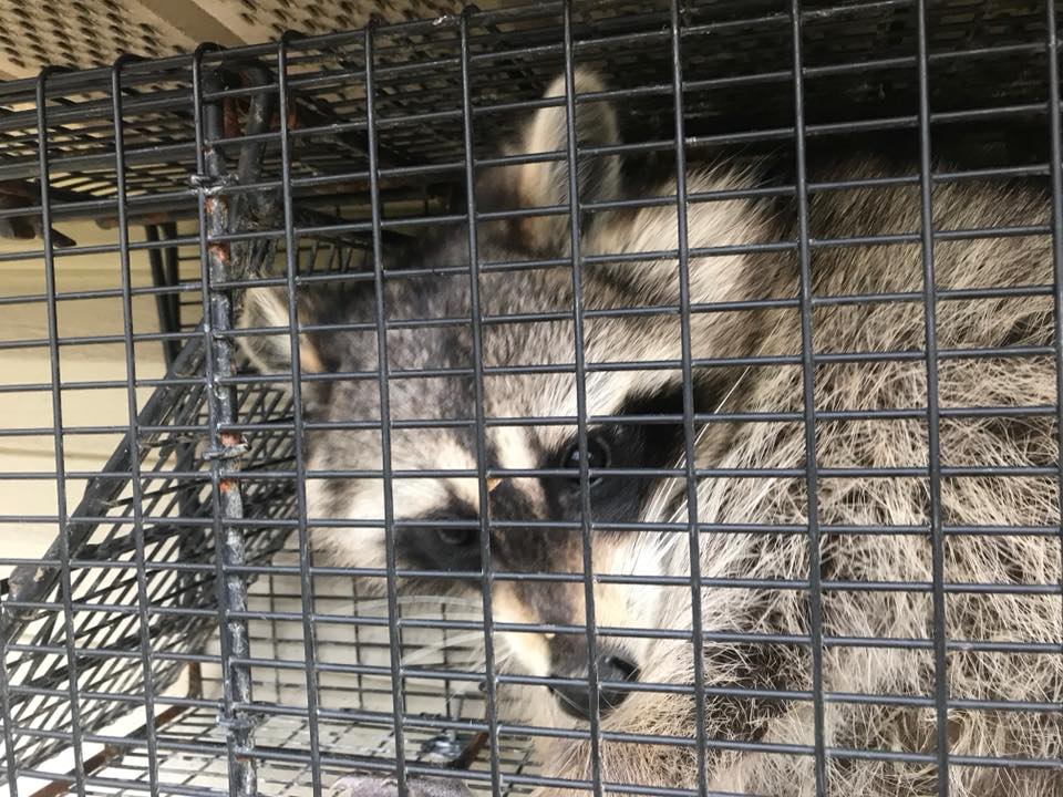 Wildlife Exterminator Bergen County | 48 Bi State Plaza #510, Old Tappan, NJ 07675 | Phone: (201) 977-2344