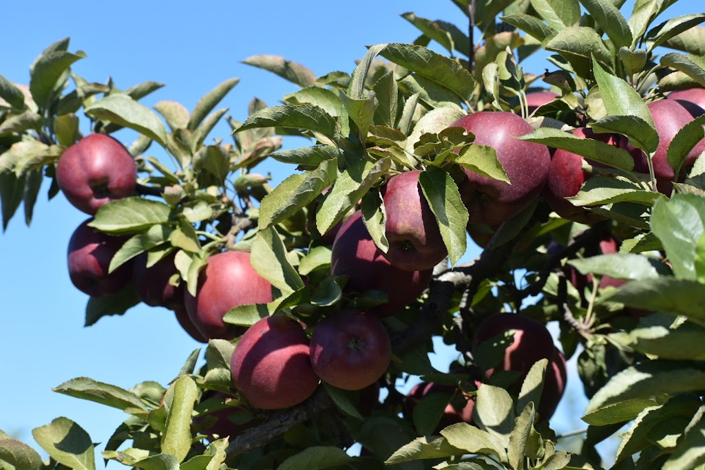 Belkin Family Lookout Farm - U-Pick Fruit, Dining & Market | 89 Pleasant St S, Natick, MA 01760, USA | Phone: (508) 745-3697