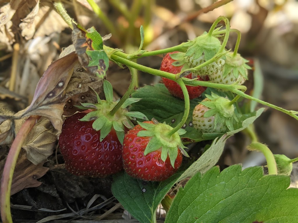 Rods Berry Farm | 28624 Zodiac St NE, North Branch, MN 55056, USA | Phone: (651) 674-8765