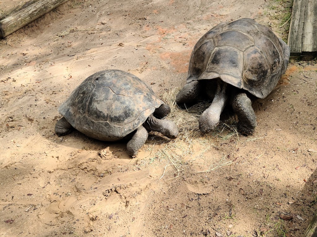 St. Augustine Alligator Farm Zoological Park | 999 Anastasia Blvd, St. Augustine, FL 32080, USA | Phone: (904) 824-3337