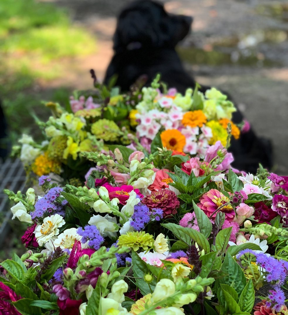 Piggly Petals Flower Farm | 46000 Harris Rd, Belleville, MI 48111, USA | Phone: (734) 787-7341