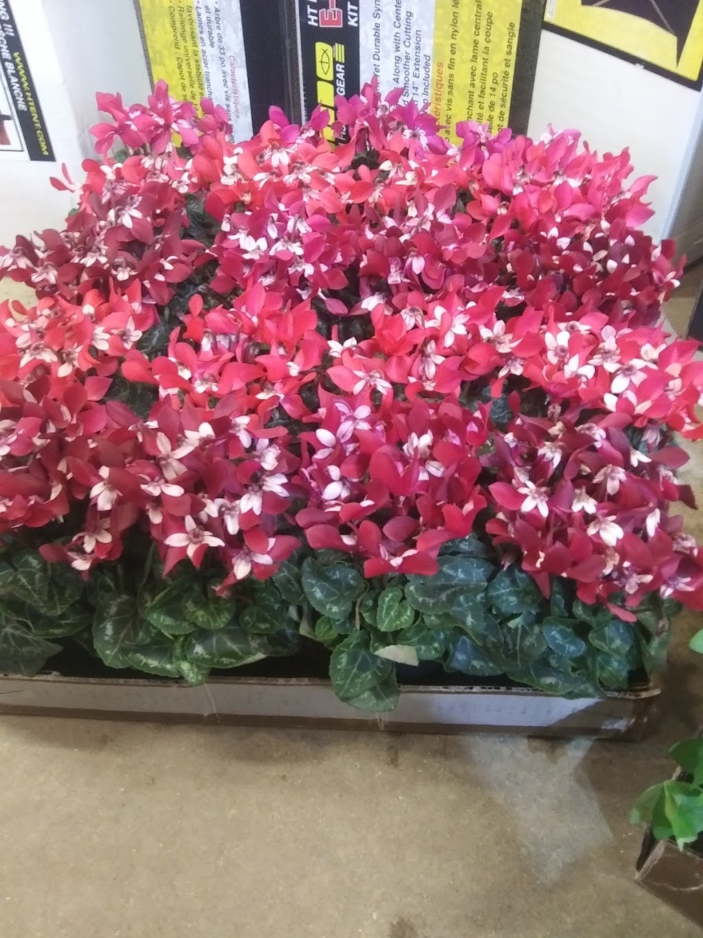 Burdicks Greenhouse | W9076 WI-106, Fort Atkinson, WI 53538, USA | Phone: (920) 650-3652