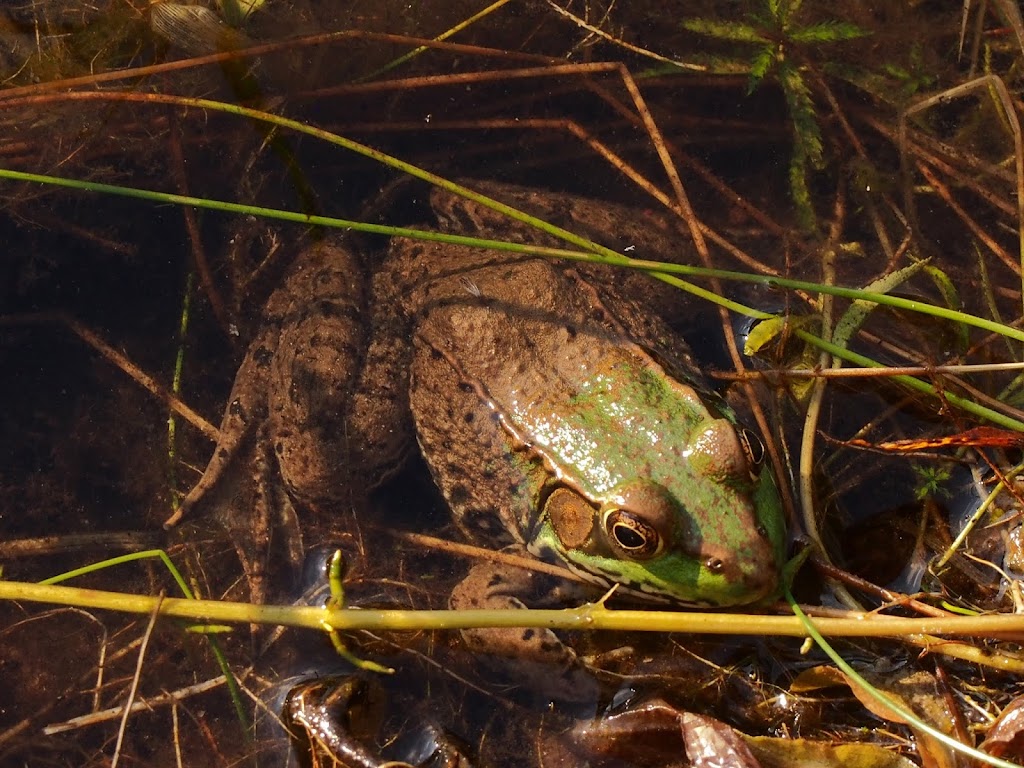 Reichert Nature Preserve Parking | 400 Tiplady Rd, Pinckney, MI 48169, USA | Phone: (734) 302-5263
