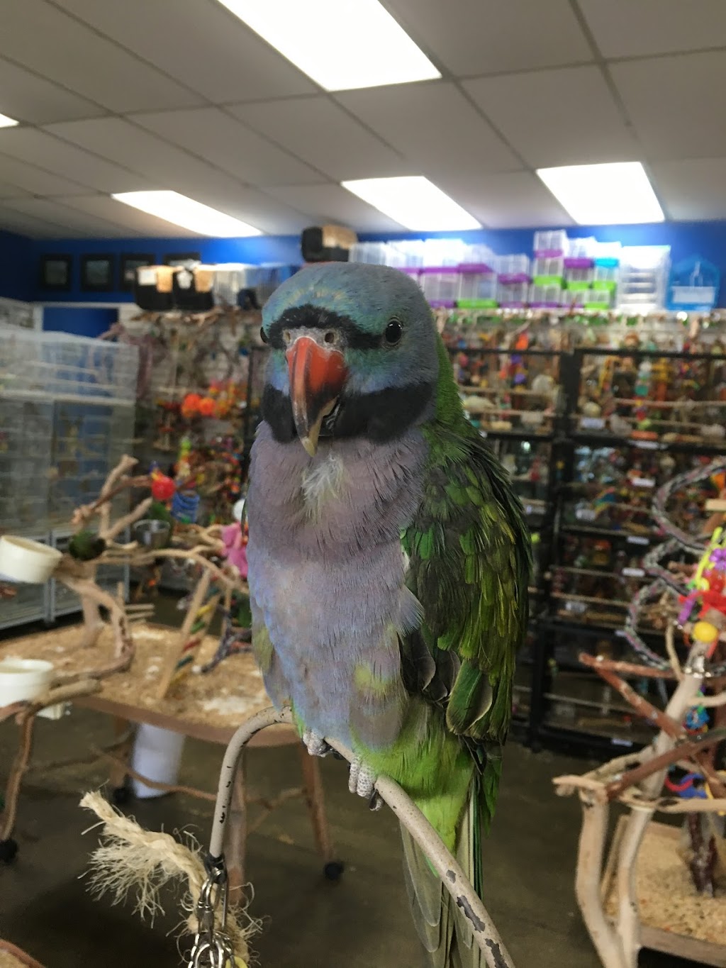 The Perfect Parrot | 10646 Riverside Dr, North Hollywood, CA 91602, USA | Phone: (818) 506-5456