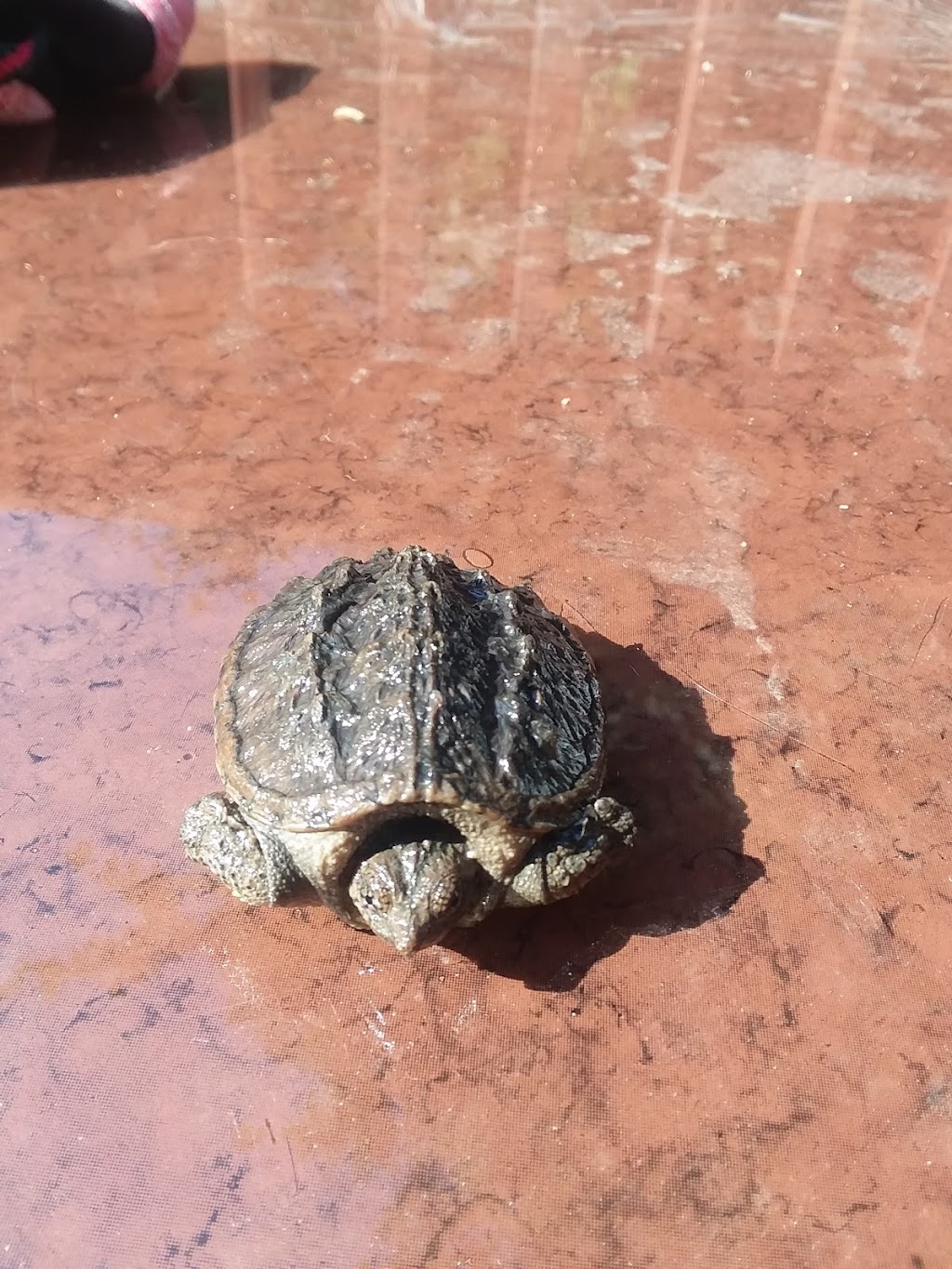 Ferrells Termite & Pest Control, Inc. | 427 Haden Ln, Bumpass, VA 23024, USA | Phone: (540) 872-2616