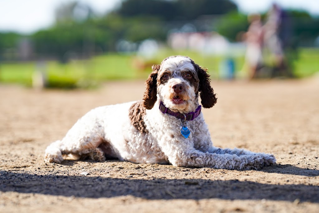 Redondo Beach Dog Park | 190 Flagler Ln, Redondo Beach, CA 90277, USA | Phone: (818) 539-7263