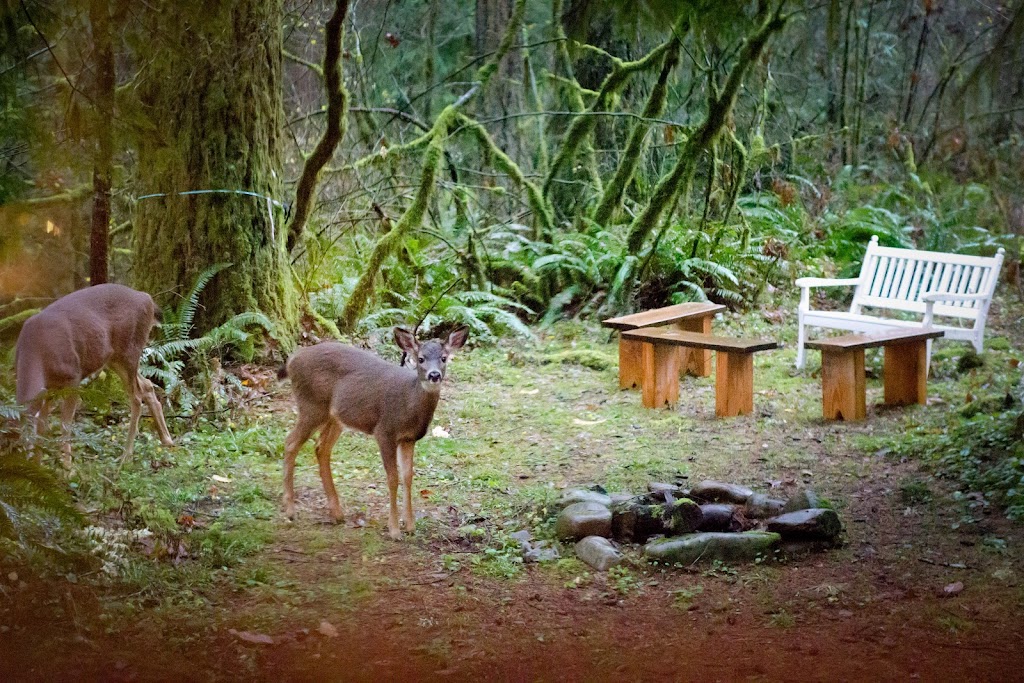 TreeSong Nature Awareness and Retreat Center | 41 Tree Ific Dr W, Washougal, WA 98671, USA | Phone: (360) 837-8733