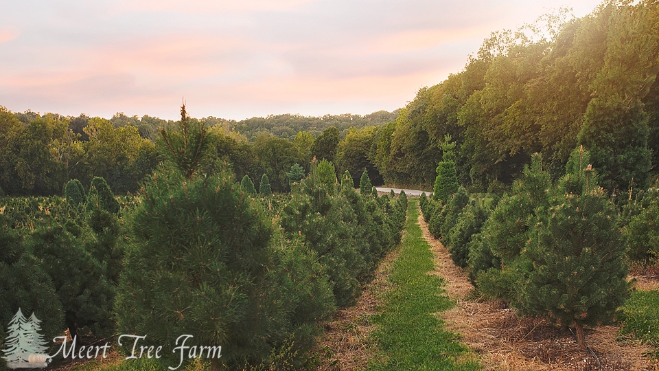 Meert Tree Farm | 14560 Dry Fork Rd, Festus, MO 63028, USA | Phone: (636) 931-3901