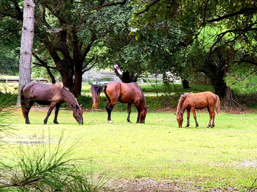 Corolla Wild Horse Tours | 1210 Ocean Trail, Corolla, NC 27927, USA | Phone: (252) 207-0511