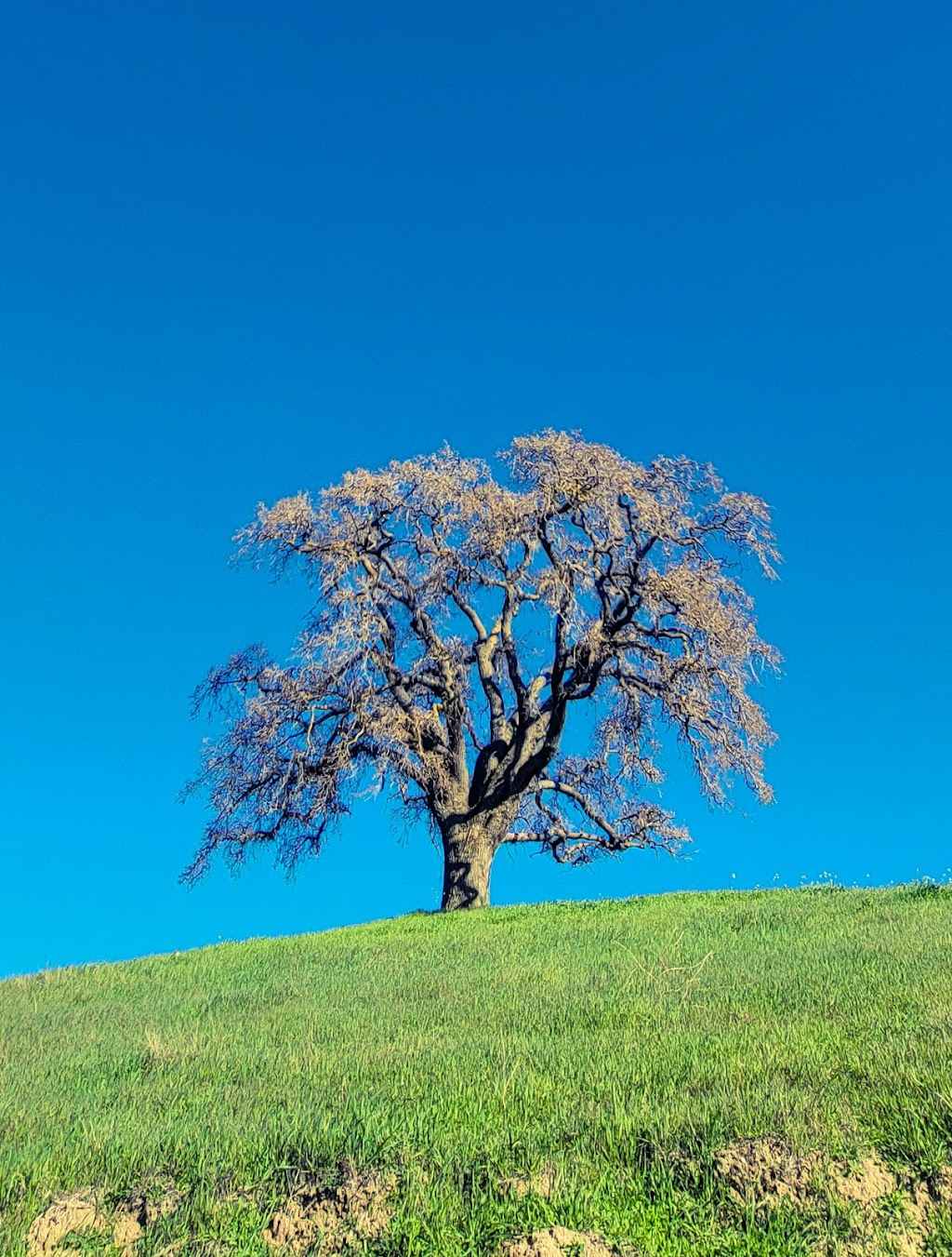 Del Valle Arroyo Road Staging Area (EBRPD) | Arroyo Rd, Livermore, CA 94550, USA | Phone: (510) 544-3146