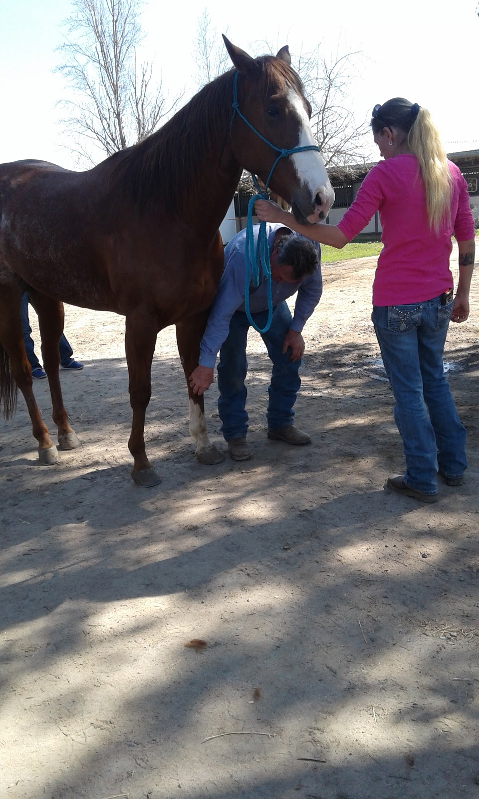 Clovis Equine Clinic | 8338 N Sunnyside Ave, Clovis, CA 93619 | Phone: (559) 299-1661