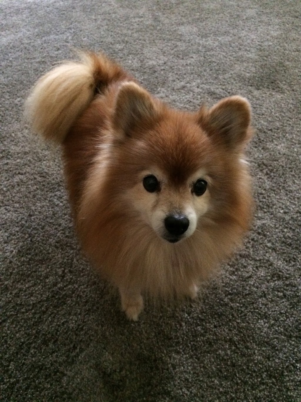 All For Cobalt In Home Pet Care | 4006 West Ct, Chesterfield, VA 23832, USA | Phone: (804) 638-8239