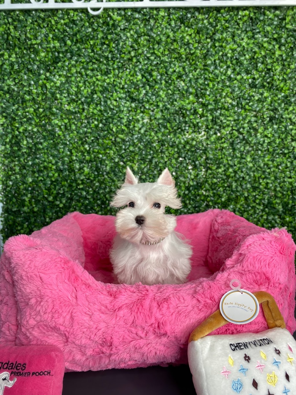 Tiny Paws Teacup & Toy Puppy Boutique | 18545 W Dixie Hwy, Aventura, FL 33180, USA | Phone: (305) 934-7889
