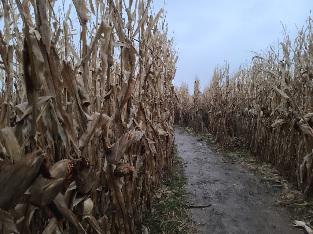 Farmer Js Corn Maze-World Record Corn Maze | 16405 Pherdun Rd, Dundee, MI 48131, USA | Phone: (734) 216-1089