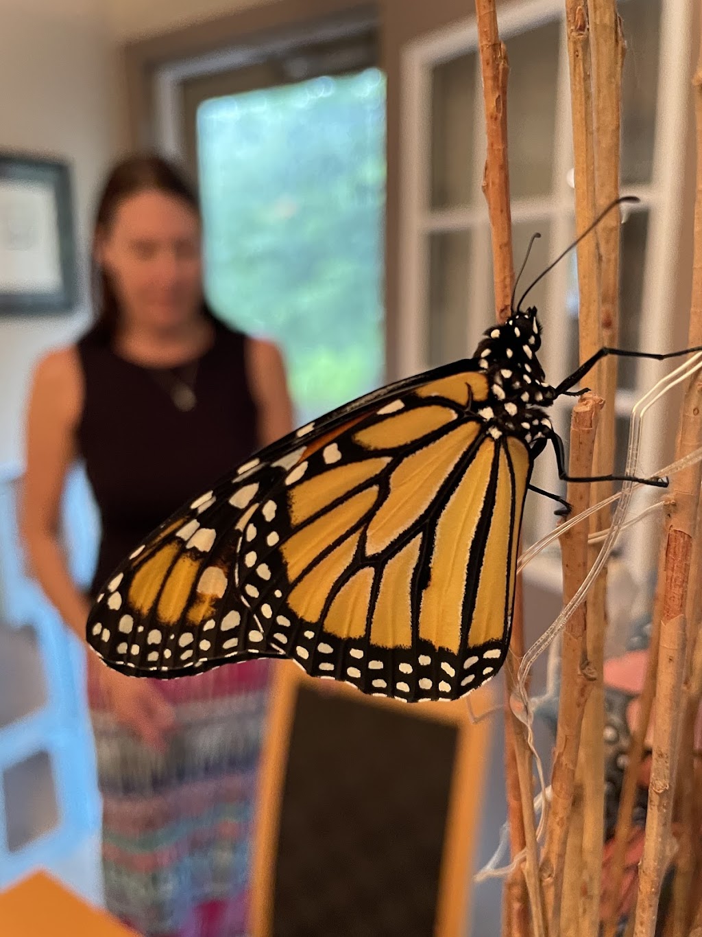 Monarchs and Mushrooms | N60W33088 County Trunk Hwy C, Nashotah, WI 53058, USA | Phone: (262) 269-4681