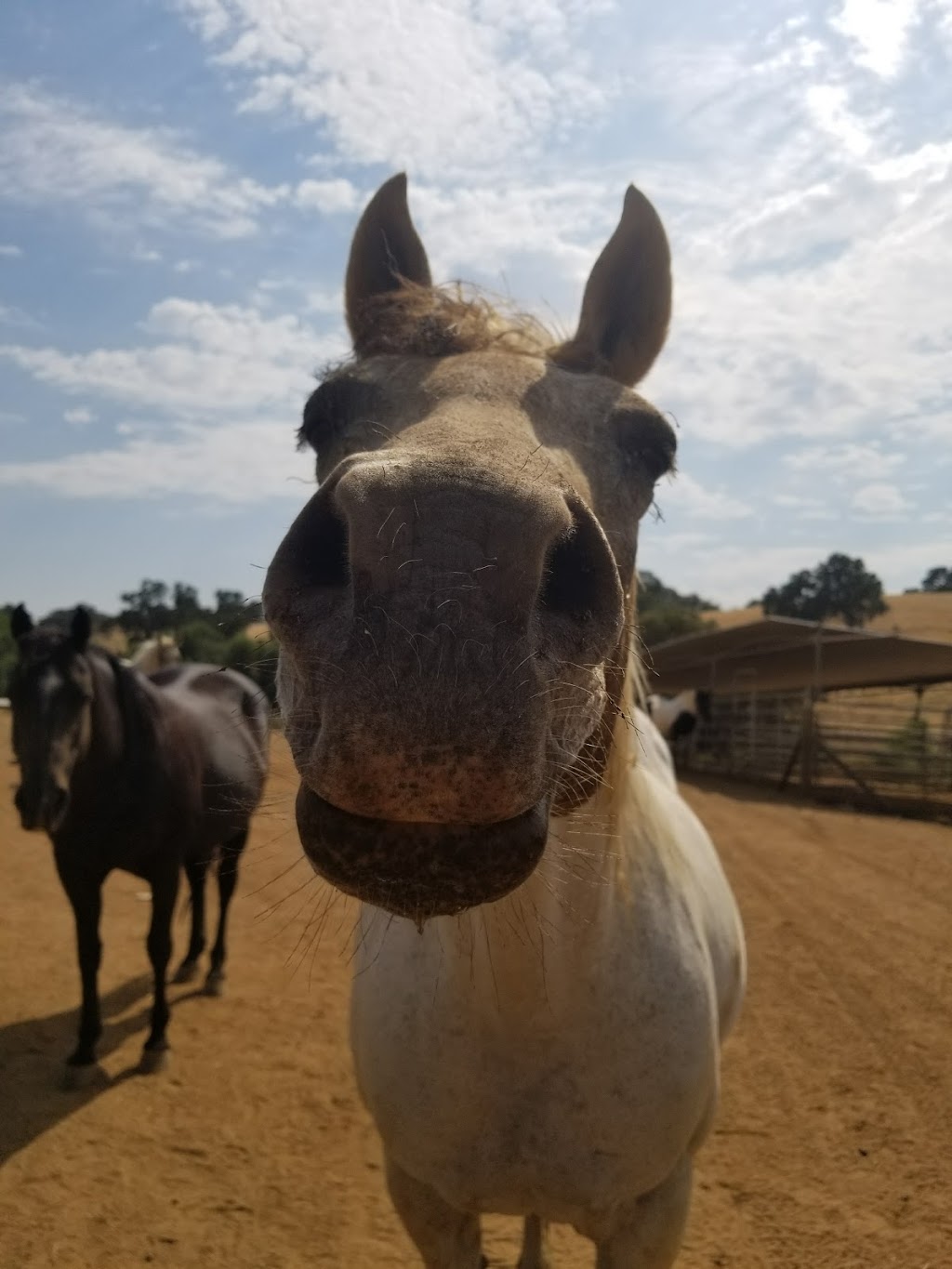 Laughton Ranch Horse Boarding, Riding Lessons and Horse Training | 90 Clinton Rd, Jackson, CA 95642, USA | Phone: (209) 419-2000