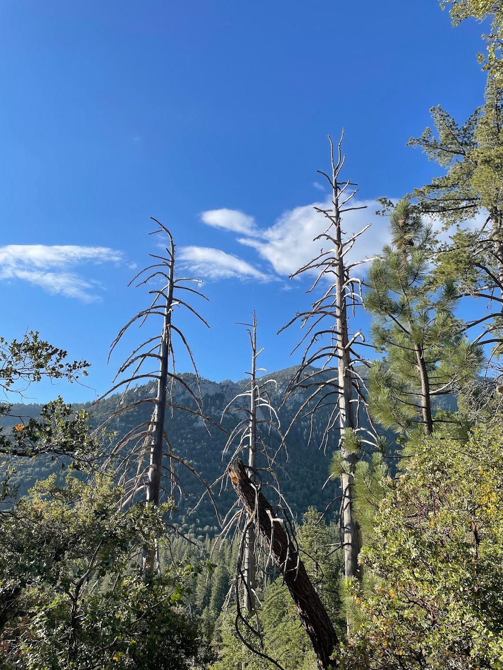 Ernie Maxwell Scenic Trail 3E07 | Fern Valley Rd, Idyllwild-Pine Cove, CA 92549, USA | Phone: (909) 382-2921