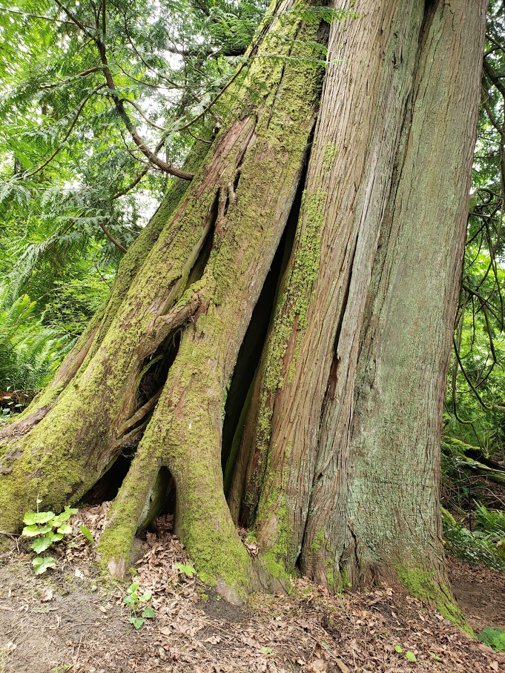 Kopachuck State Park | 10712 56th St NW, Gig Harbor, WA 98335, USA | Phone: (253) 265-3606