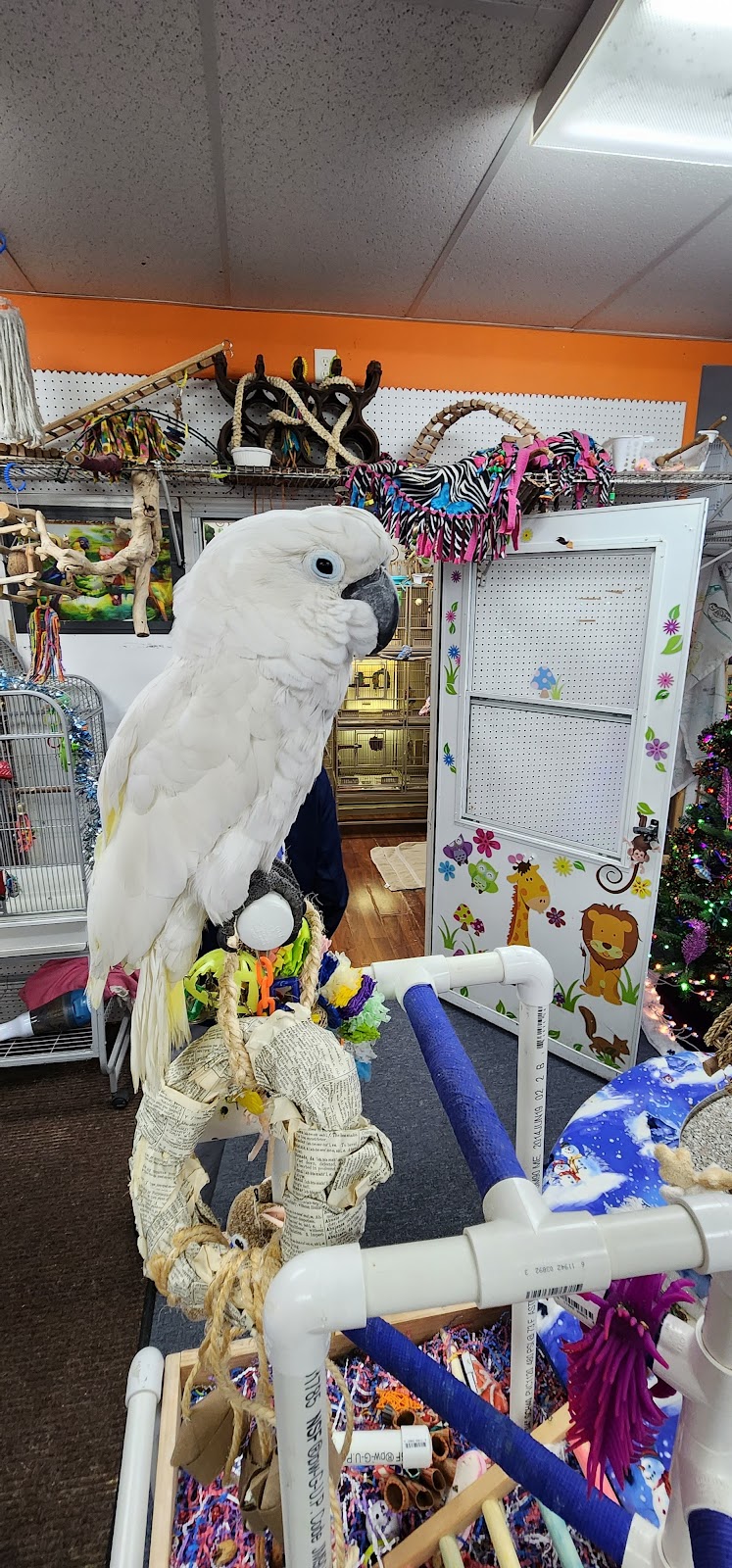 Rensselaer Bird Center | 63 Washington St, Rensselaer, NY 12144, USA | Phone: (518) 432-9674