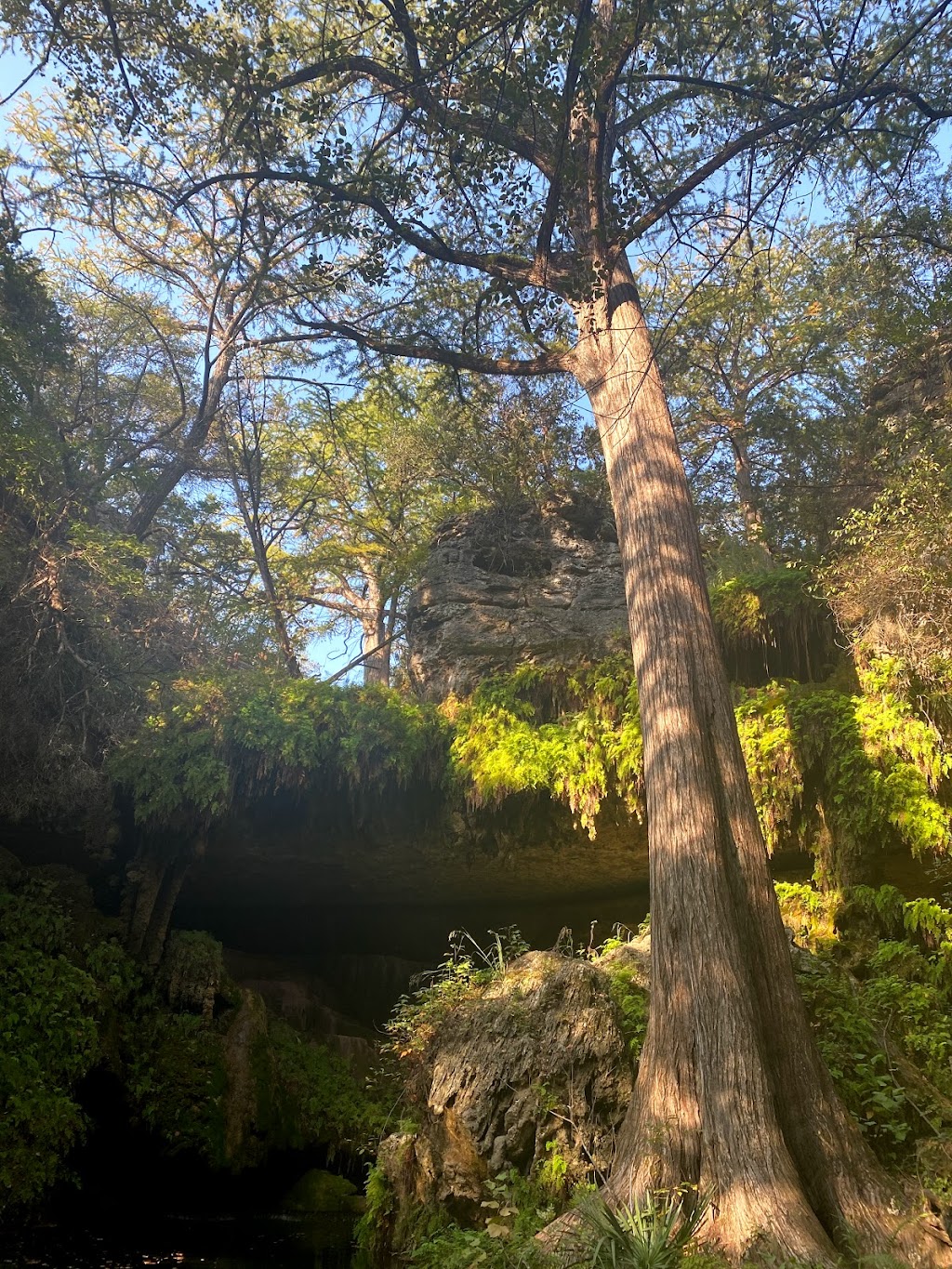 Westcave Outdoor Discovery Center | 24814 Hamilton Pool Rd, Round Mountain, TX 78663, USA | Phone: (830) 825-3442