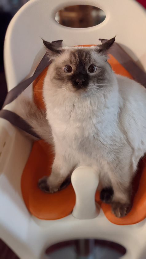 Oregon Ragdolls | 13912 SE 322nd Ave, Boring, OR 97009, USA | Phone: (775) 742-8008