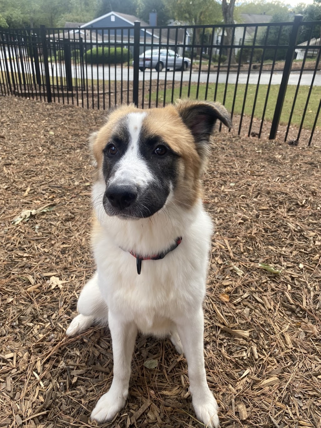 Doggie Bath House | 910 Deerfield Crossing Dr, Alpharetta, GA 30004, USA | Phone: (770) 802-5160