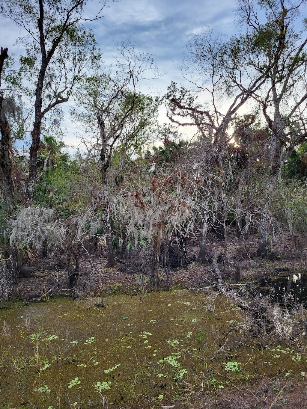 Myakka River State Park Powerline Road Trailhead | 13208 State Rd 72, Sarasota, FL 34241, USA | Phone: (941) 361-6511