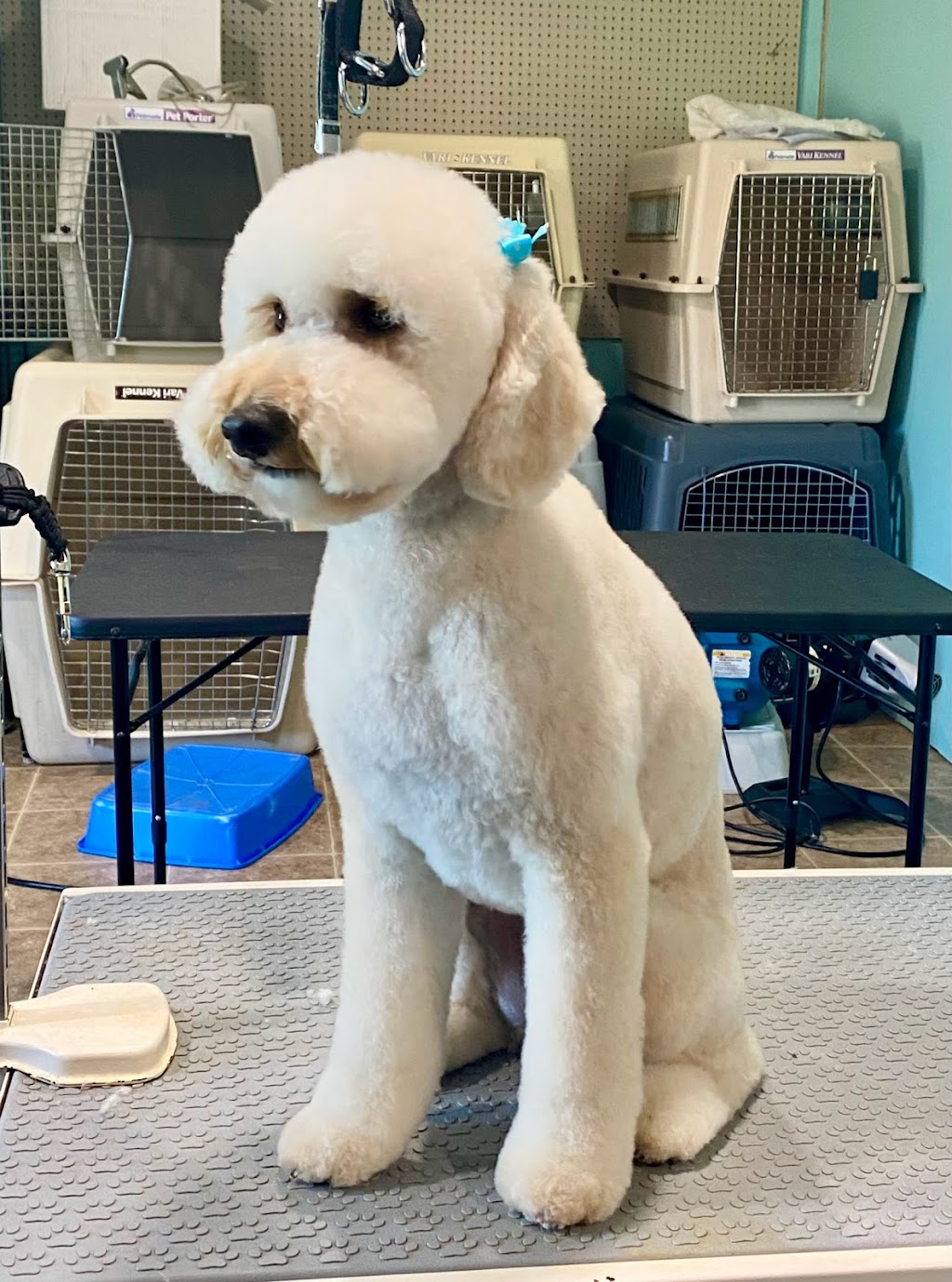 Paws in the Sand Pet Grooming by Stephanie | 38 N Main St, Carver, MA 02330 | Phone: (508) 525-6763