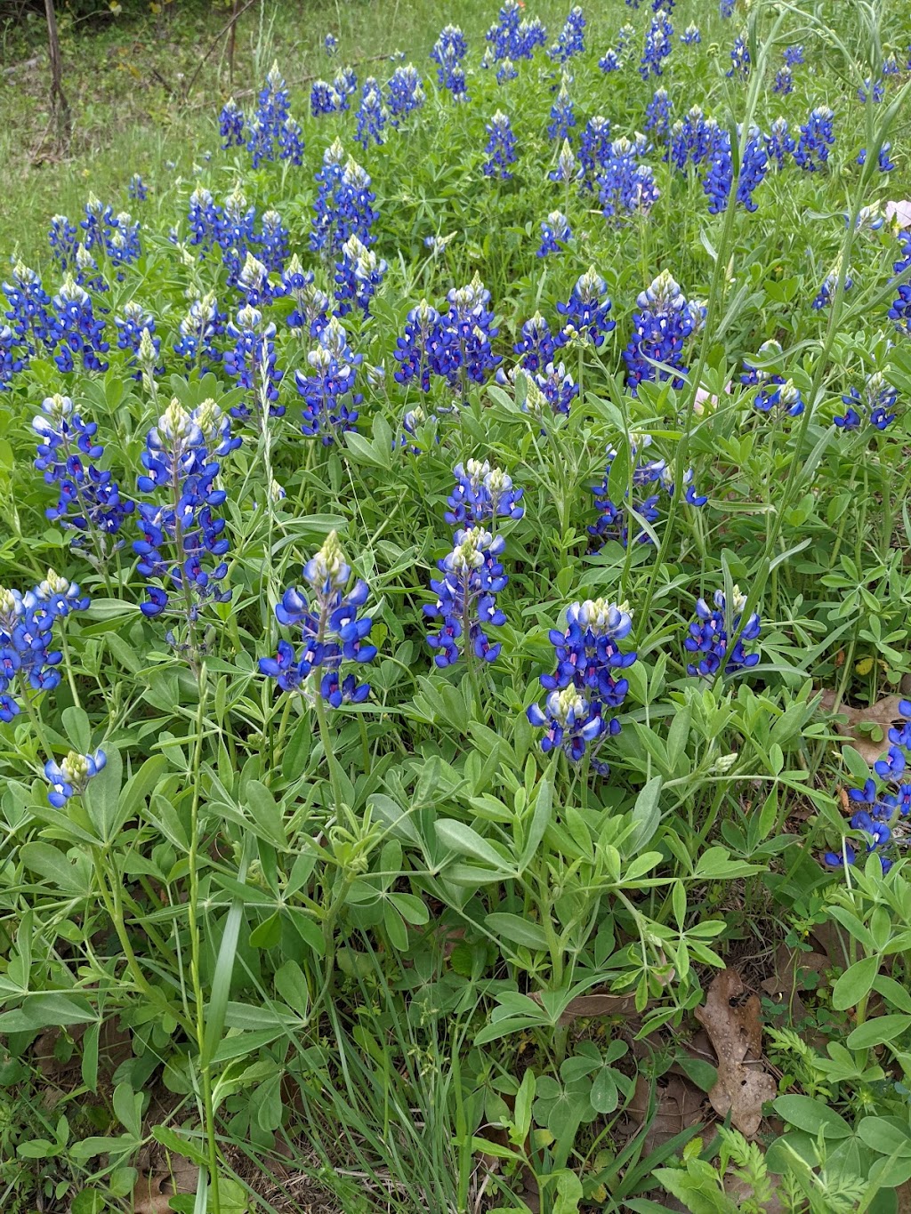 McKinney Roughs Nature Park | 1884 State Hwy 71 West, Cedar Creek, TX 78612, USA | Phone: (512) 303-5073