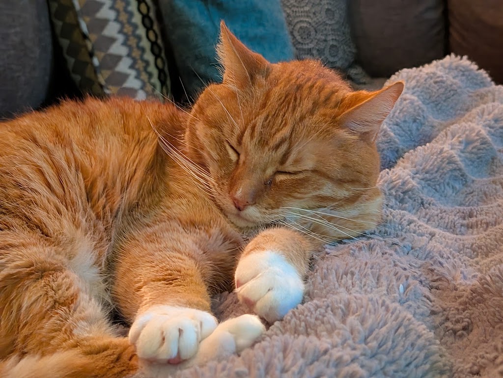 Kendall County Veterinary Center | 141 TX-46, Boerne, TX 78006, USA | Phone: (830) 336-2041