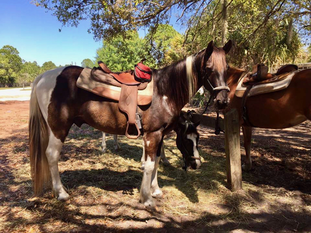 Deer Prairie Creek Horseback Riding | 7001 Forbes Trail, Venice, FL 34292, USA | Phone: (941) 220-5080