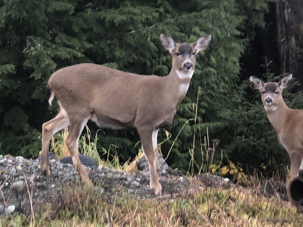 Loomacres Wildlife Management | 242 Hallenbeck Rd, Cobleskill, NY 12043, USA | Phone: (800) 243-1462