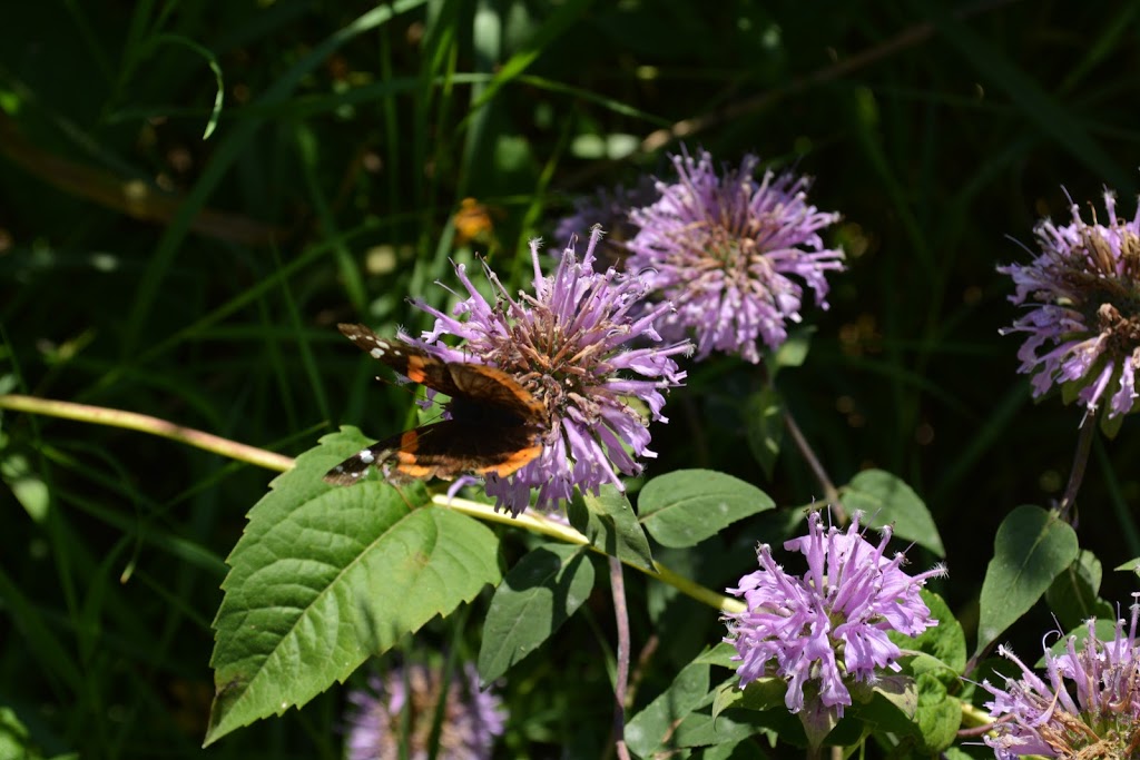 Pope Farm Conservancy | 7440 Old Sauk Rd, Verona, WI 53593, USA | Phone: (608) 833-5887