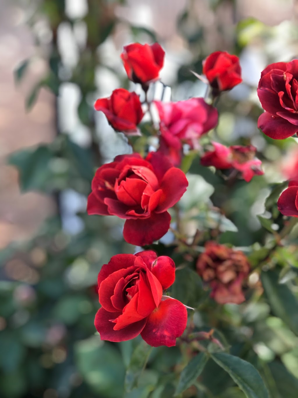 Rosary Garden | 3323 CA-67, Ramona, CA 92065, USA | Phone: (760) 533-5360