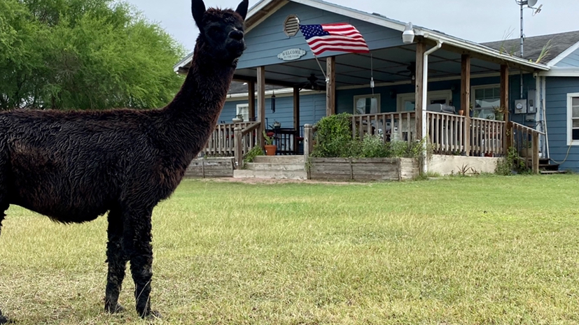 Gulf Breeze Alpaca & Sheep Ranch & Lodging | 200 County Road 6B (aka Lakeview Dr, Co Rd 6B, Lake City, TX 78368, USA | Phone: (361) 537-0503