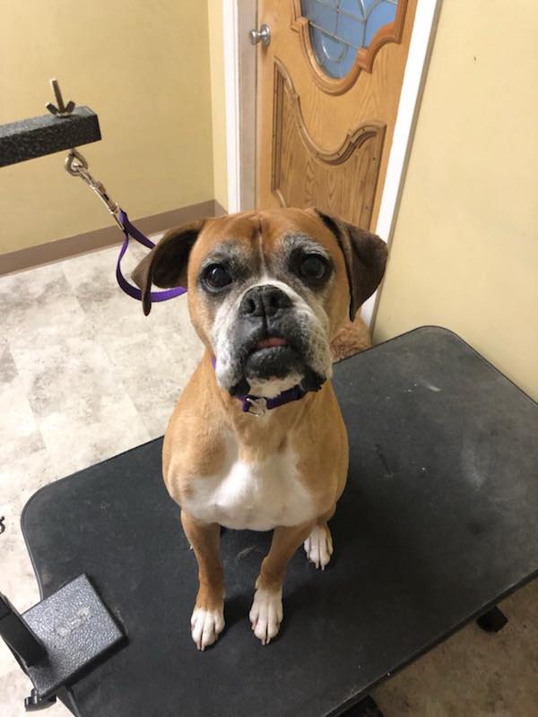 Dogs Retreat | 898 Troy-Schenectady Rd, Latham, NY 12110, USA | Phone: (518) 698-2873