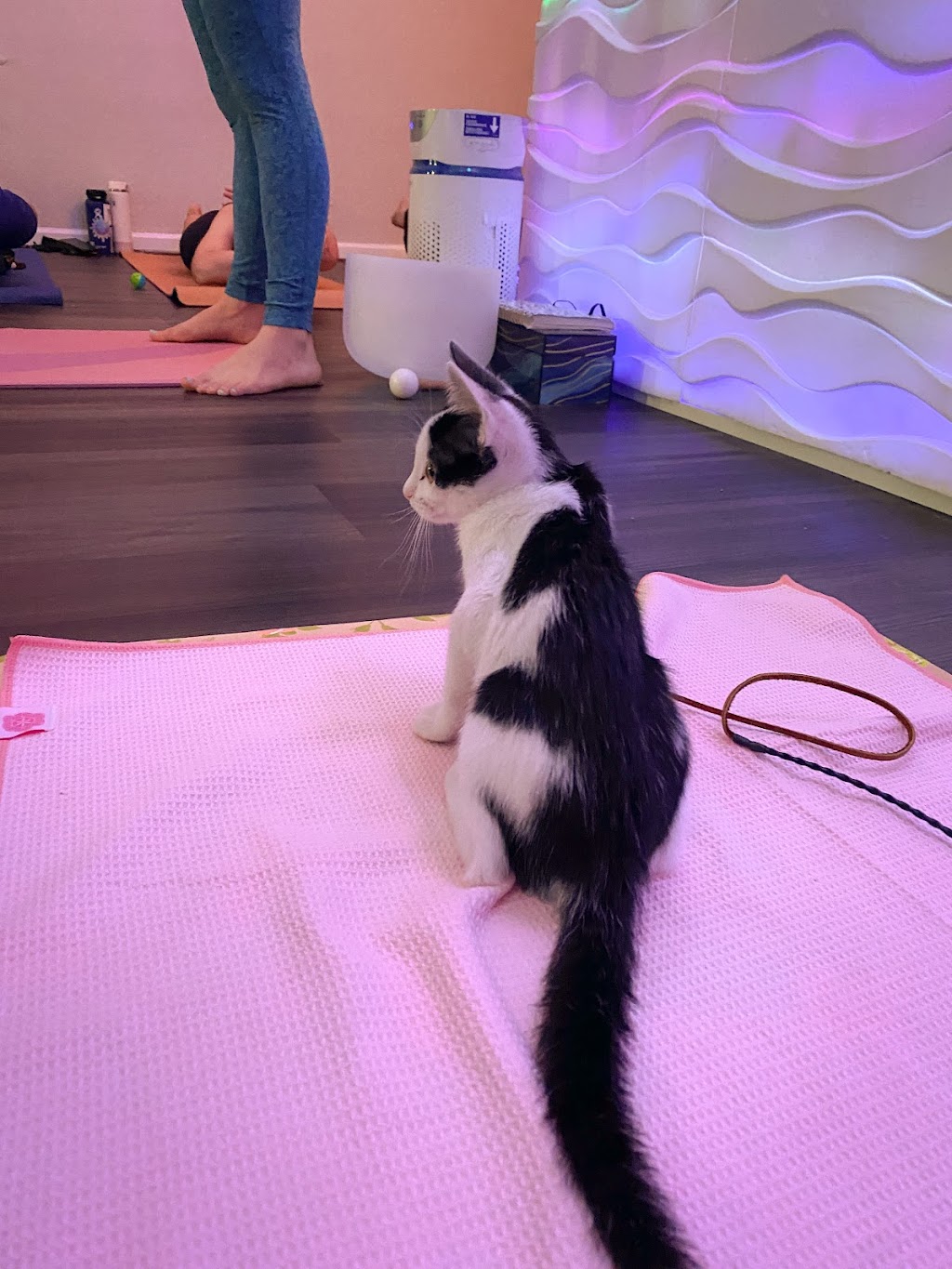 Blue Healer Yoga | 7561 Center Ave Suite 33, Huntington Beach, CA 92647, USA | Phone: (714) 317-2120