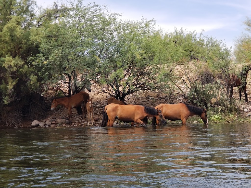 Water Users Recreation Site | Tonto Basin, AZ 85553, USA | Phone: (480) 610-3300