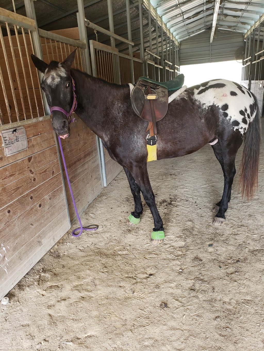 Equestrian Preserve at Homestead | 6455 Homestead Farm Ln, Liberty, NC 27298, USA | Phone: (336) 317-9191