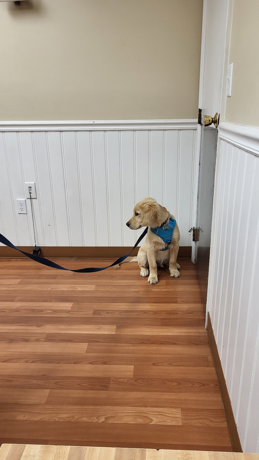 Alpha Veterinary Clinic | 2515 Dayton Xenia Rd, Beavercreek, OH 45434, USA | Phone: (937) 426-9232