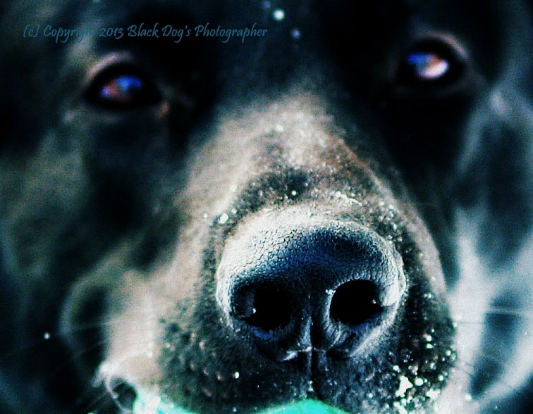 Cold Black Nose | 140 County Rd 6 NW, Stanchfield, MN 55080, USA | Phone: (651) 260-6198