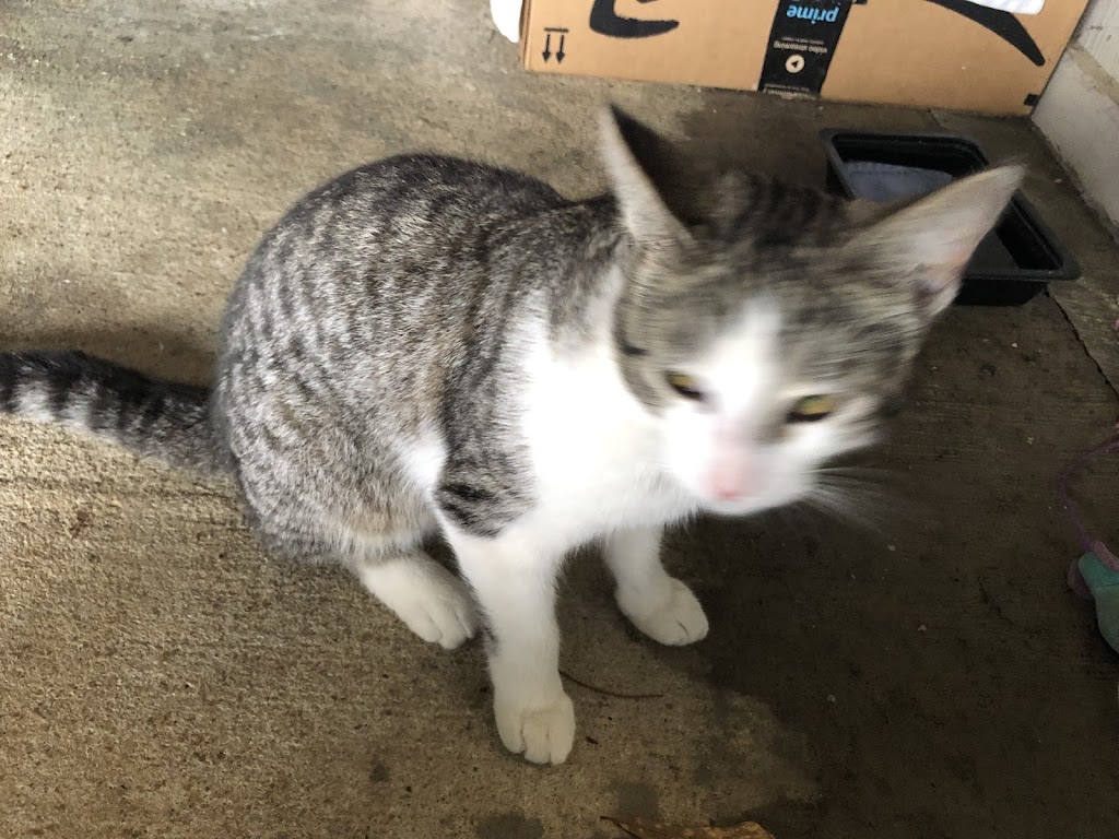 Alabama Animal Adoption Society | 2808 Crescent Ave, Birmingham, AL 35209, USA | Phone: (205) 871-6351