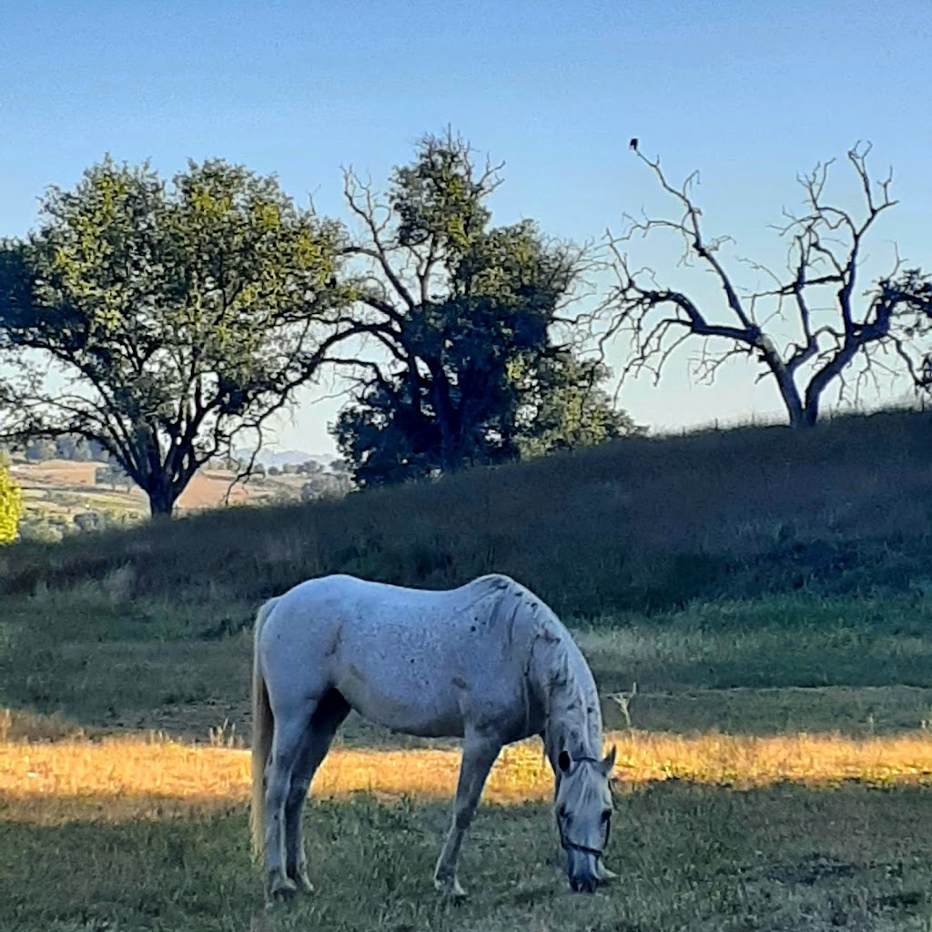 Meadow Star Ranch | 26702 CA-78, Ramona, CA 92065 | Phone: (858) 353-0810