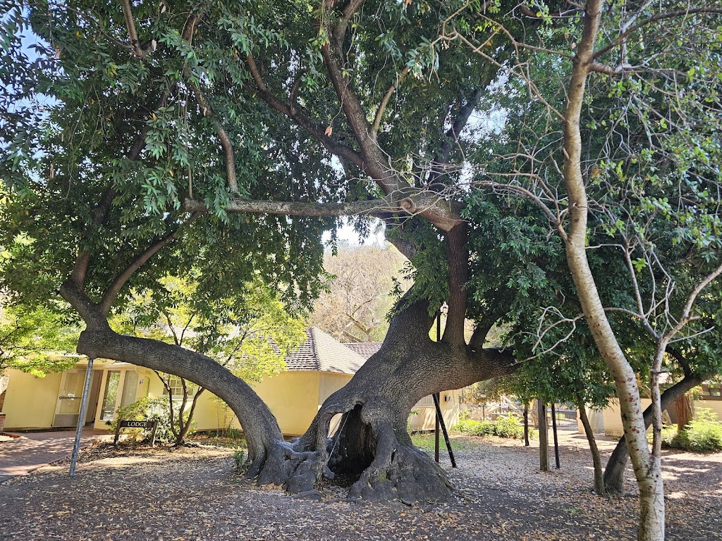 Twin Pines Park | 1 Twin Pines Ln, Belmont, CA 94002, USA | Phone: (650) 595-7441