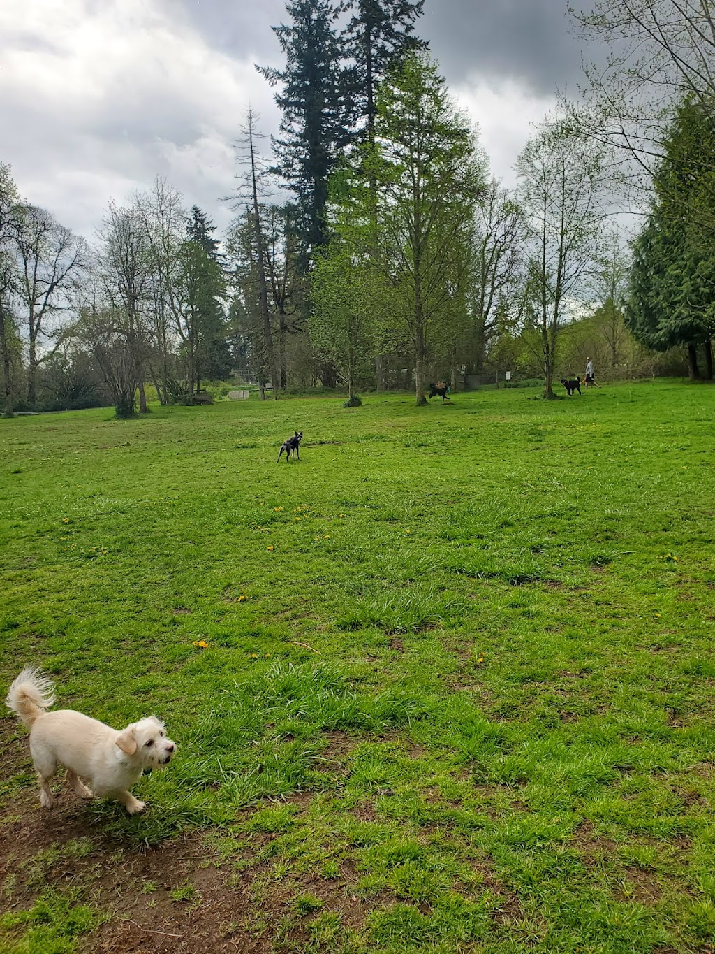 Kane Memorial Dog Park | 10910 NE 172nd Ave, Vancouver, WA 98682, USA | Phone: (360) 397-2285