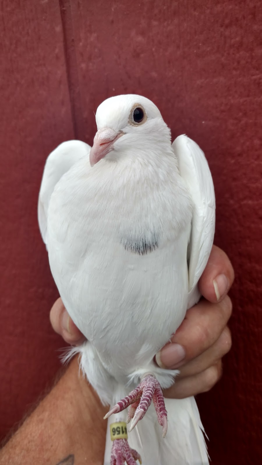 St Louis Doves Release Company | 1535 Rahmier Rd, Moscow Mills, MO 63362, USA | Phone: (636) 358-8940