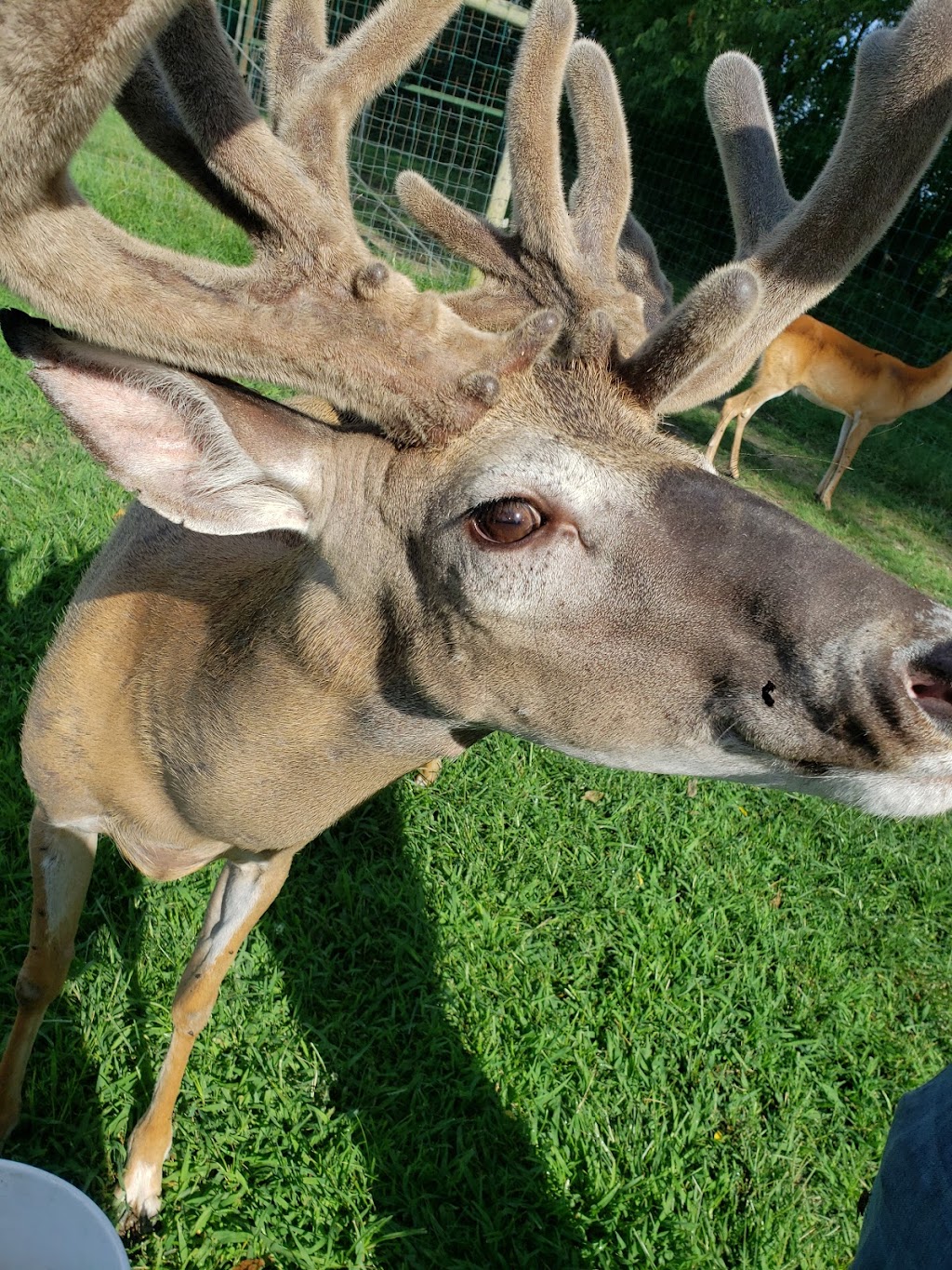 Autumn Wind Whitetails | 3031 E Hartman Rd, Columbia City, IN 46725, USA | Phone: (260) 403-0941