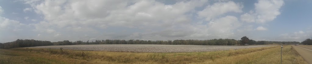 Cotton Field-4TN4 | 12630 Coburn Rd, Eads, TN 38028, USA | Phone: (901) 853-3963