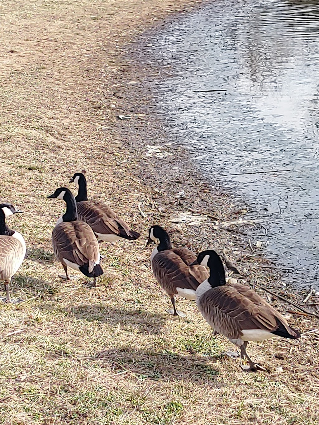 Westminster Community Pond | Westminster, MD 21157, USA | Phone: (410) 386-2103