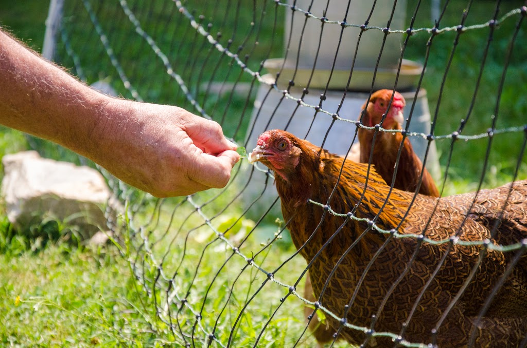 LL Urban Farms | 8225 Holly Springs Rd, Raleigh, NC 27606, USA | Phone: (919) 234-7538